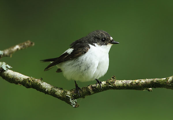 Pied Flycatcher