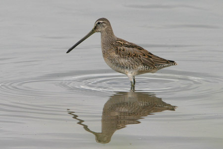 Long-billed Dowitcher