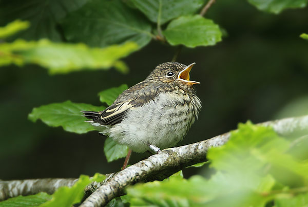 Pied Flycatcher