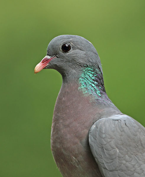 Stock Dove