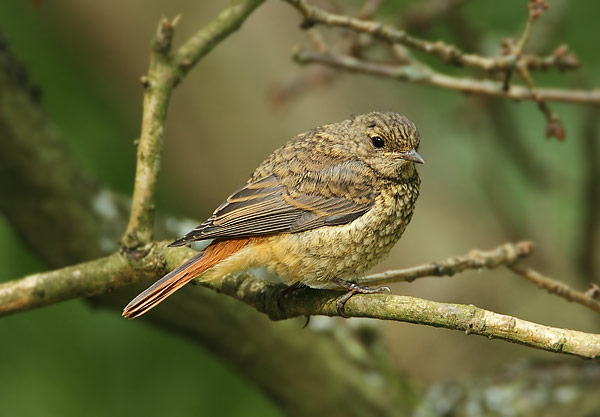 Redstart