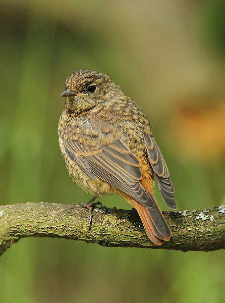 Redstart