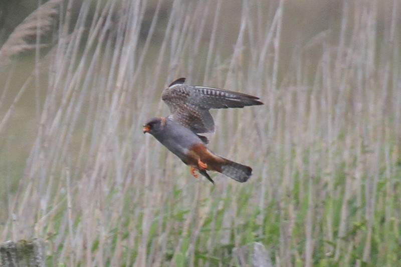 Red-footed Falcon