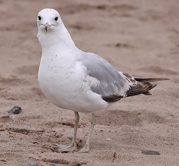 Ring-billed Gull