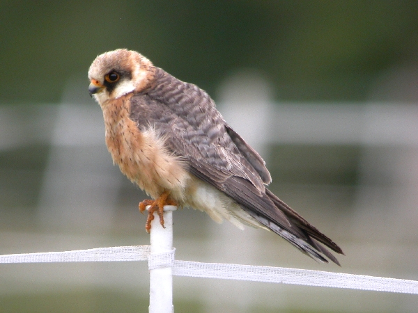 Red-footed Falcon