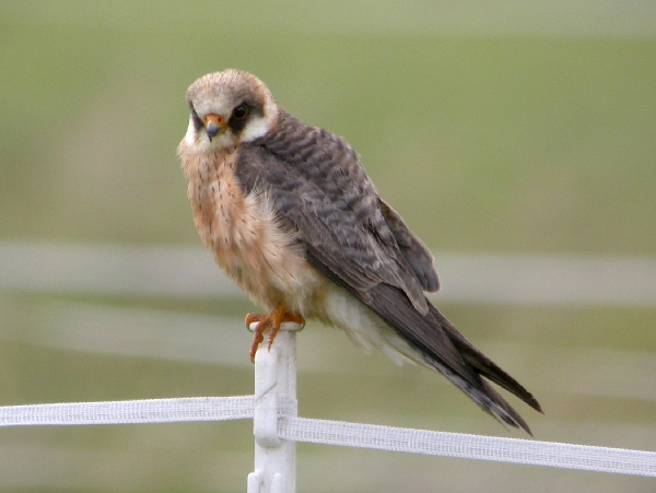 Red-footed Falcon
