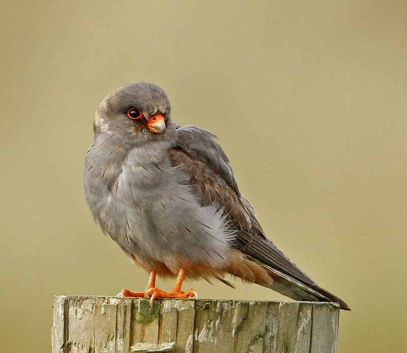 Red-footed Falcon