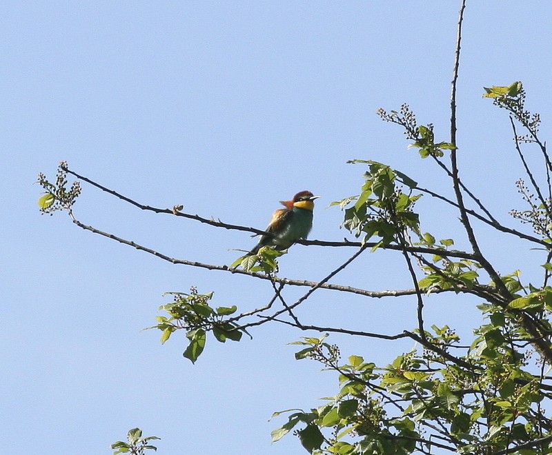 Bee-eater