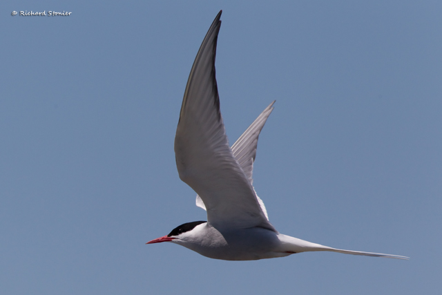 Arctic Tern