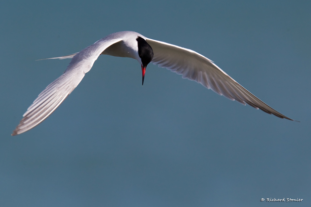 Common Tern