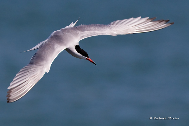 Common Tern