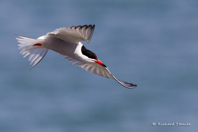 Common Tern