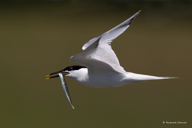 Sandwich Tern