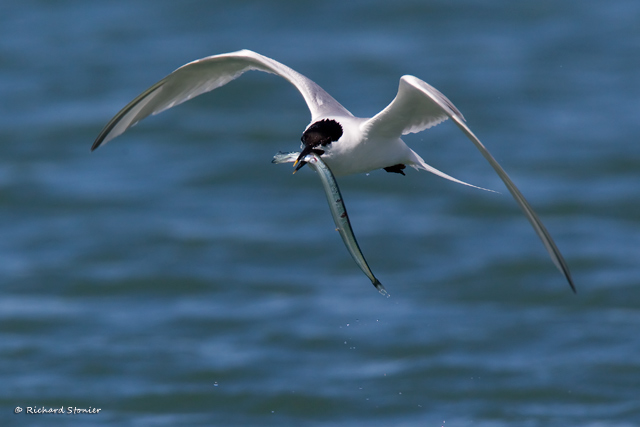 Sandwich Tern