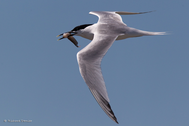 Sandwich Tern