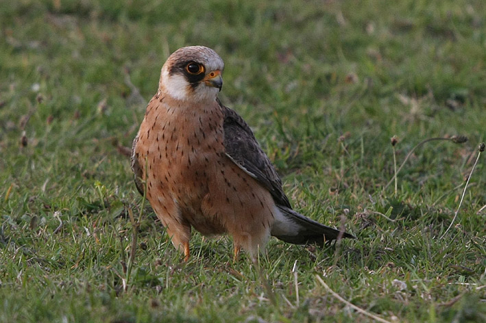 Red-footed Falcon