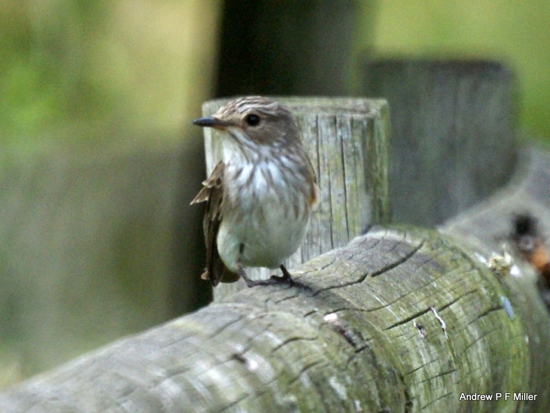 Spotted Flycatcher