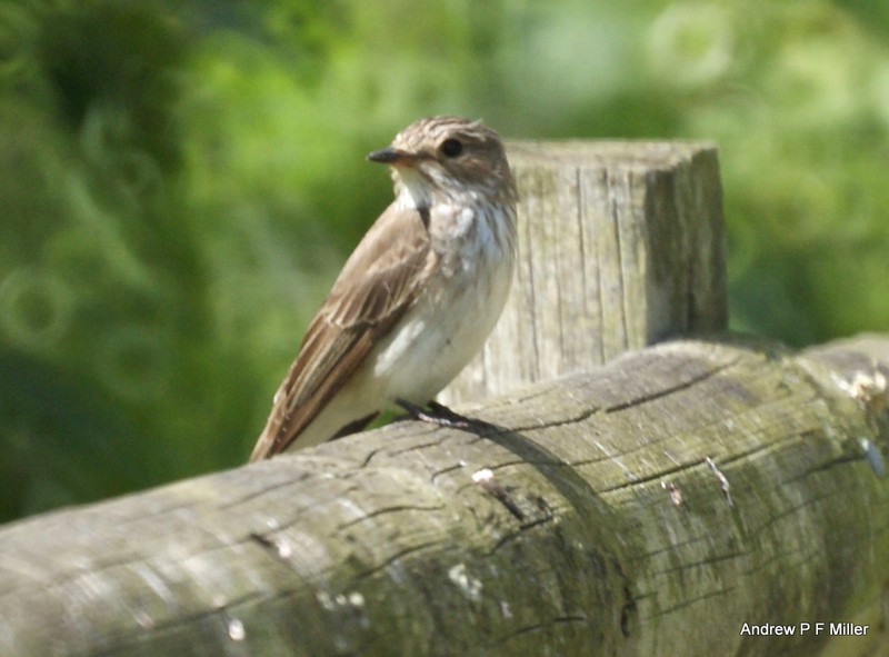 Spotted Flycatcher