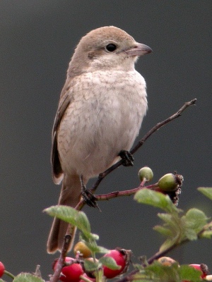 Daurian Shrike
