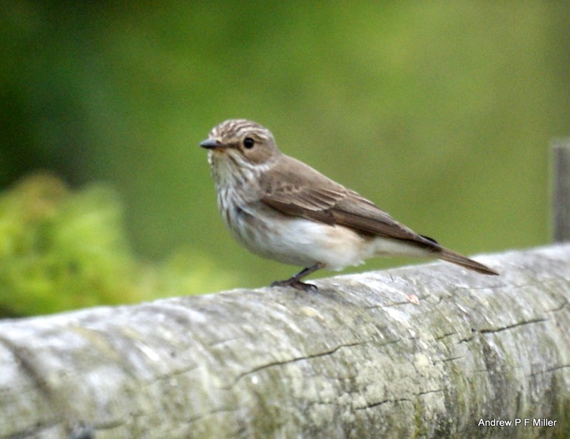 Spotted Flycatcher