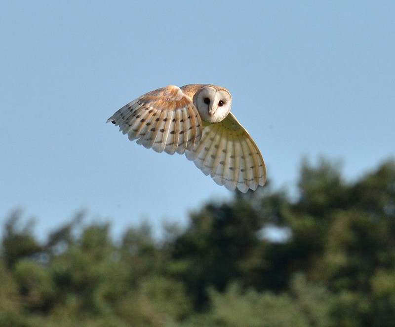 Barn Owl