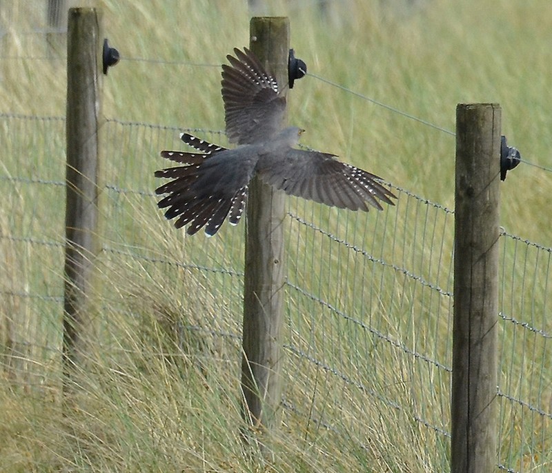 Cuckoo