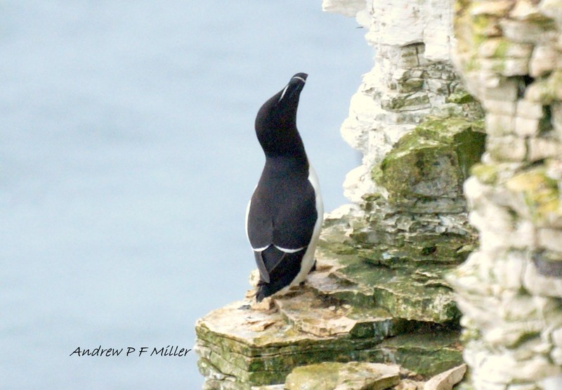 Razorbill