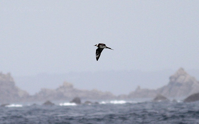 Arctic Skua