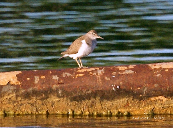 Common Sandpiper