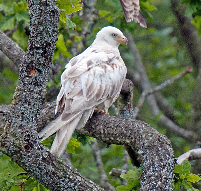 Red Kite