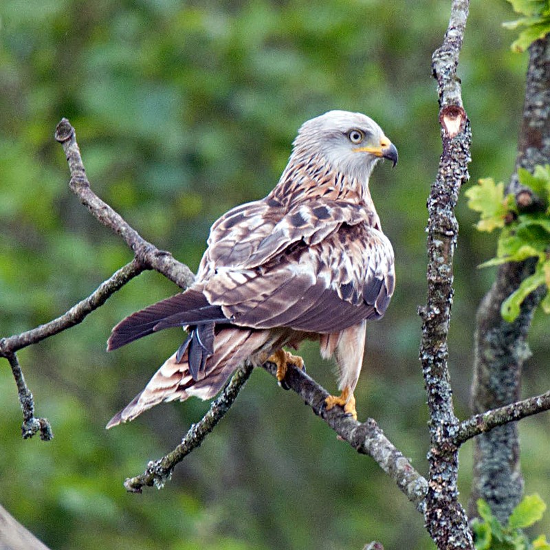 Red Kite