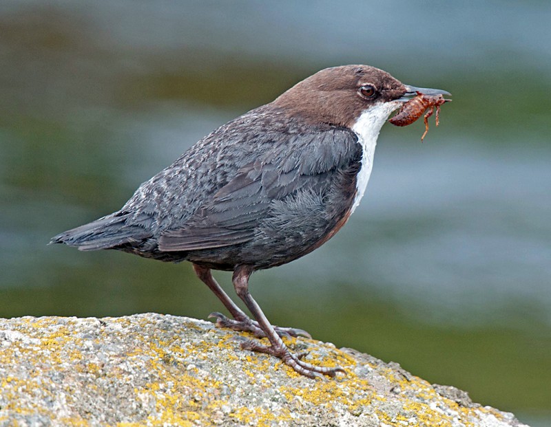 Dipper