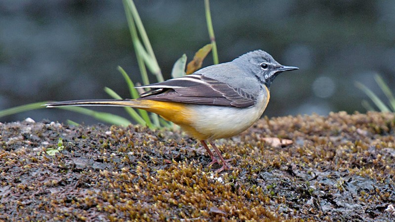 Grey Wagtail