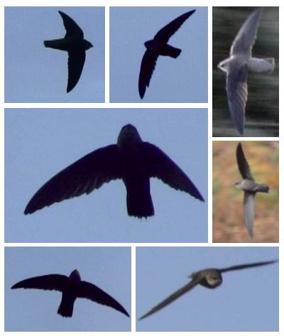 Chimney Swift