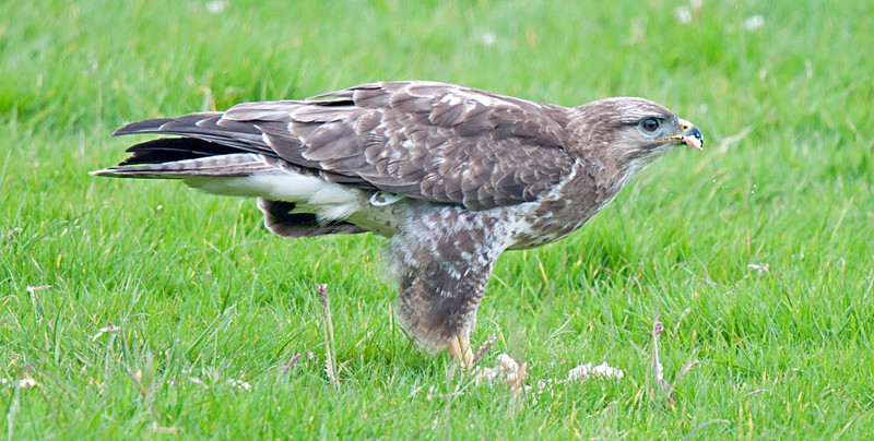 Common Buzzard