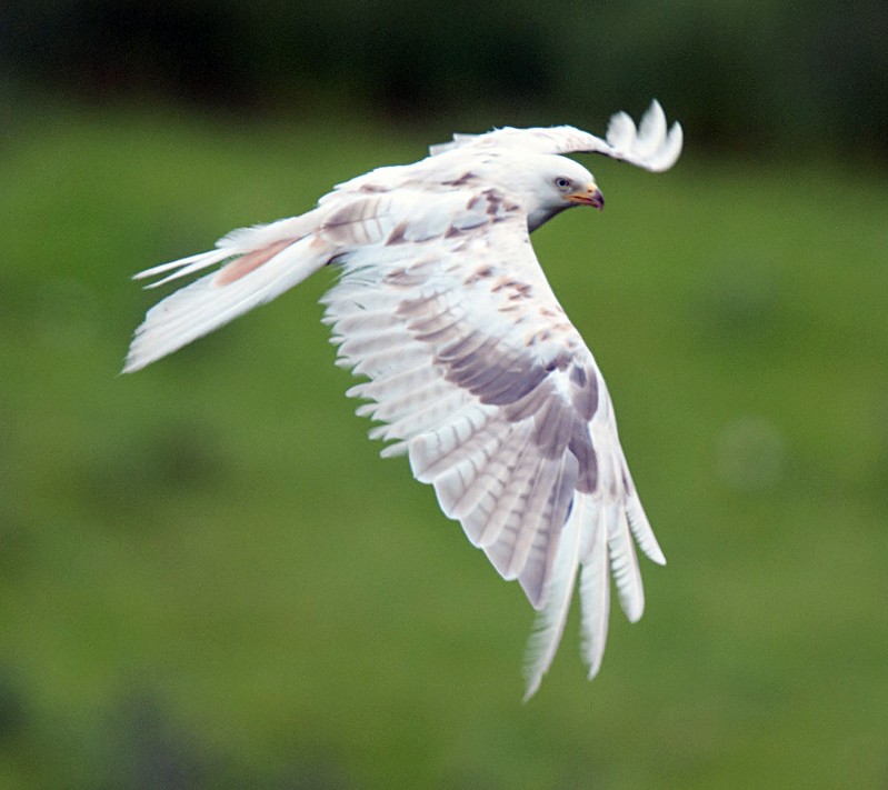 Red Kite
