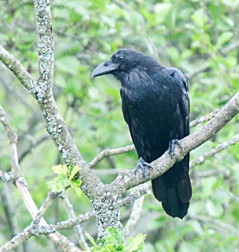 Raven