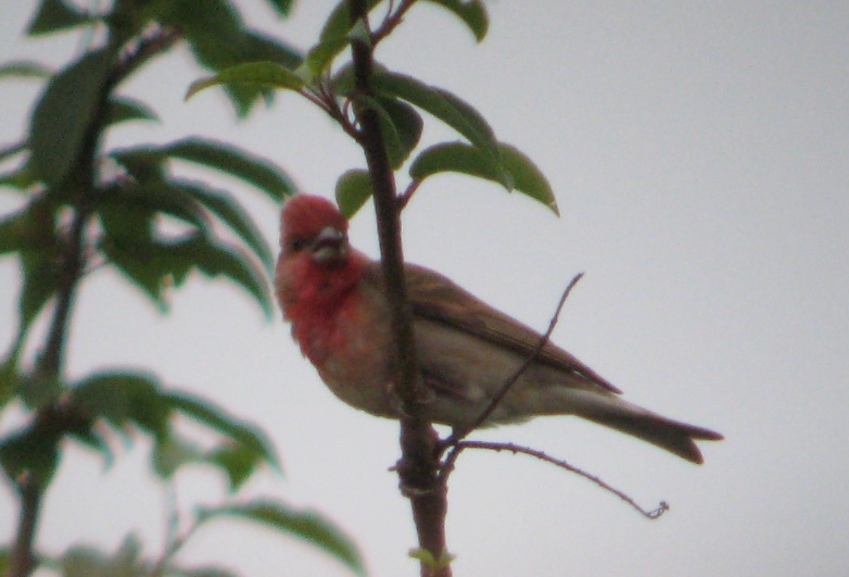 Common Rosefinch