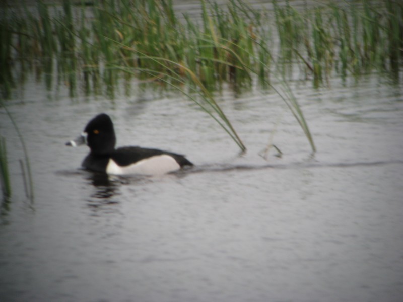 Ring-necked Duck