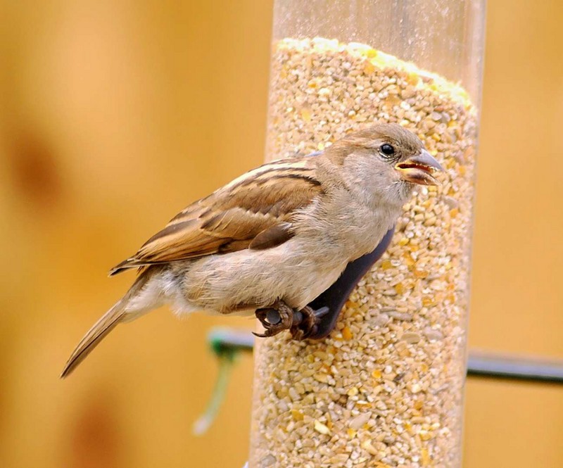 House Sparrow