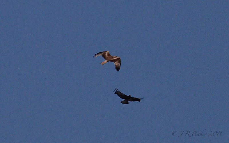 Black Kite