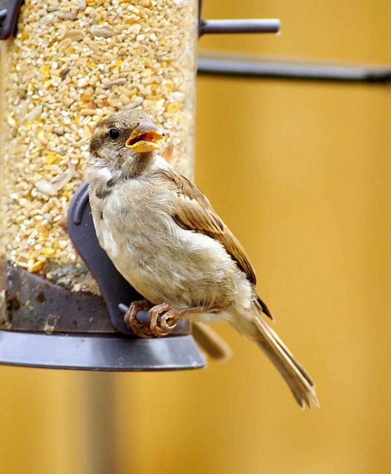 House Sparrow