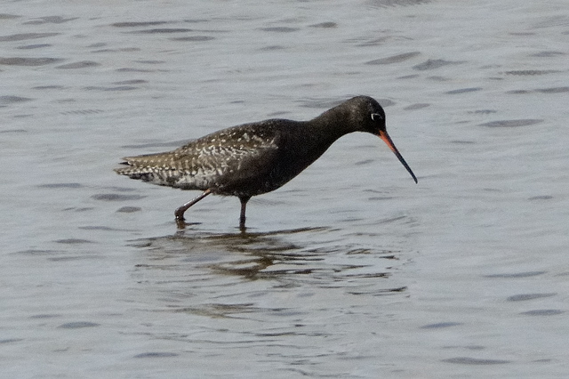 Spotted Redshank