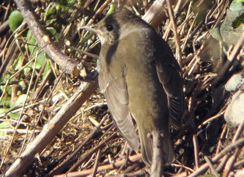 Grey-cheeked Thrush