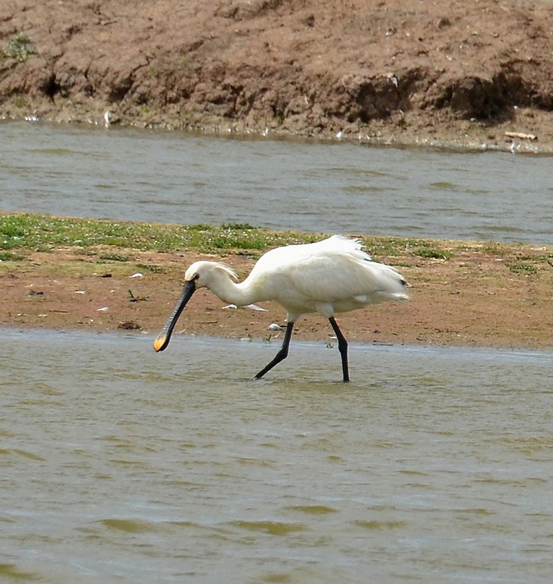 Spoonbill