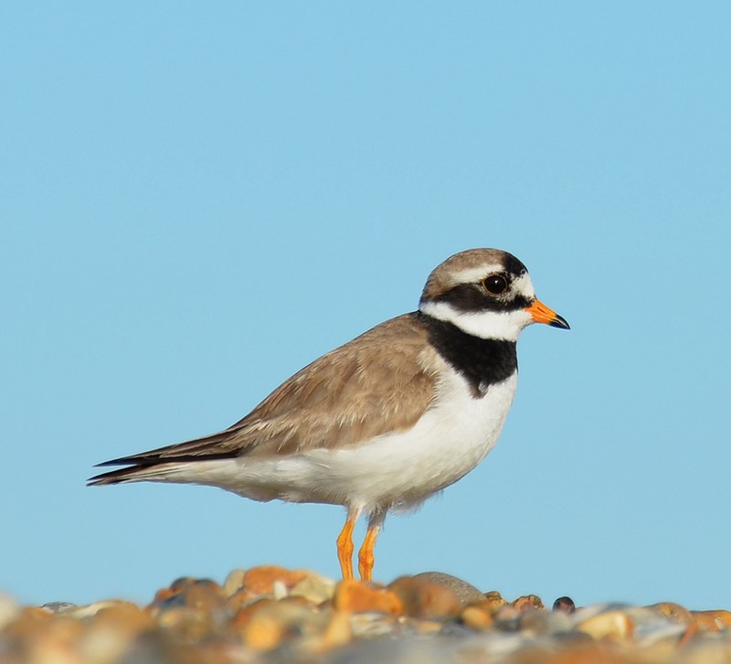 Ringed Plover