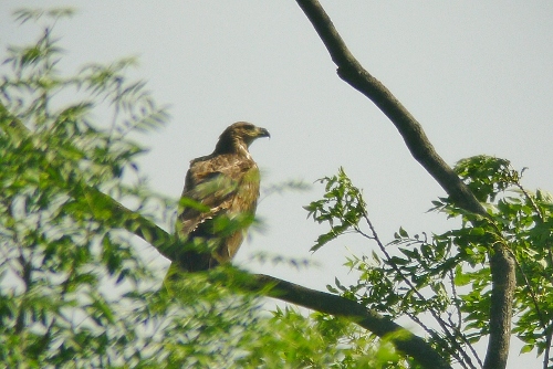 White-tailed Eagle