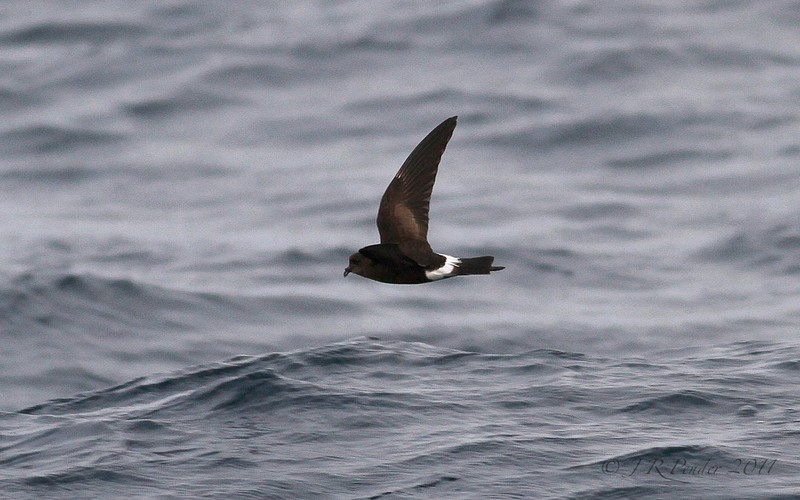 Wilson's Petrel