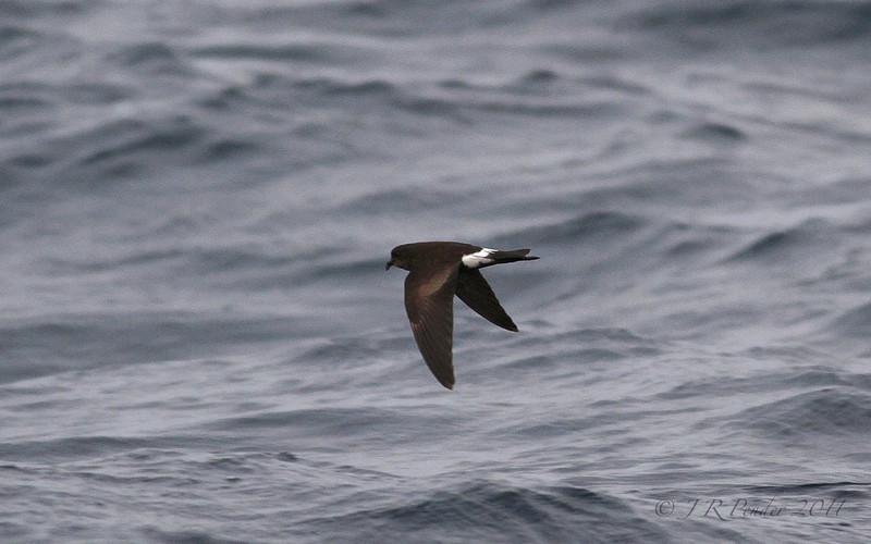Wilson's Petrel