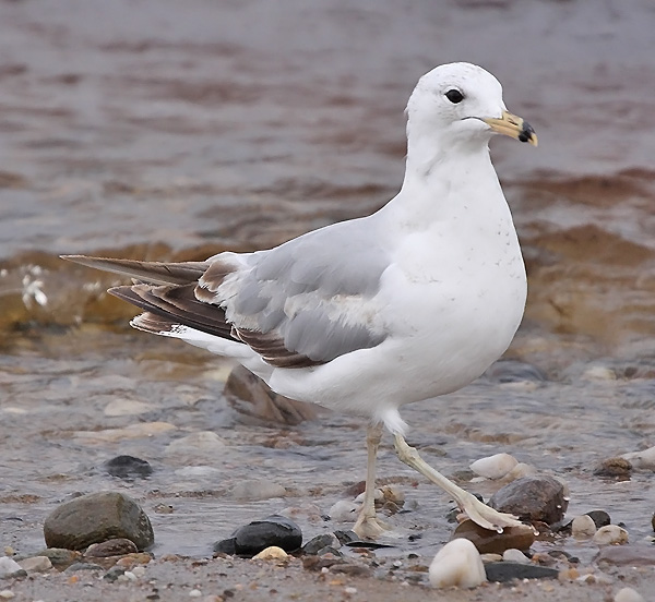 Ring-billed Gull